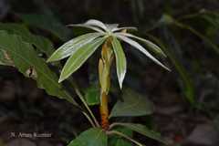 Actinodaphne bourdillonii